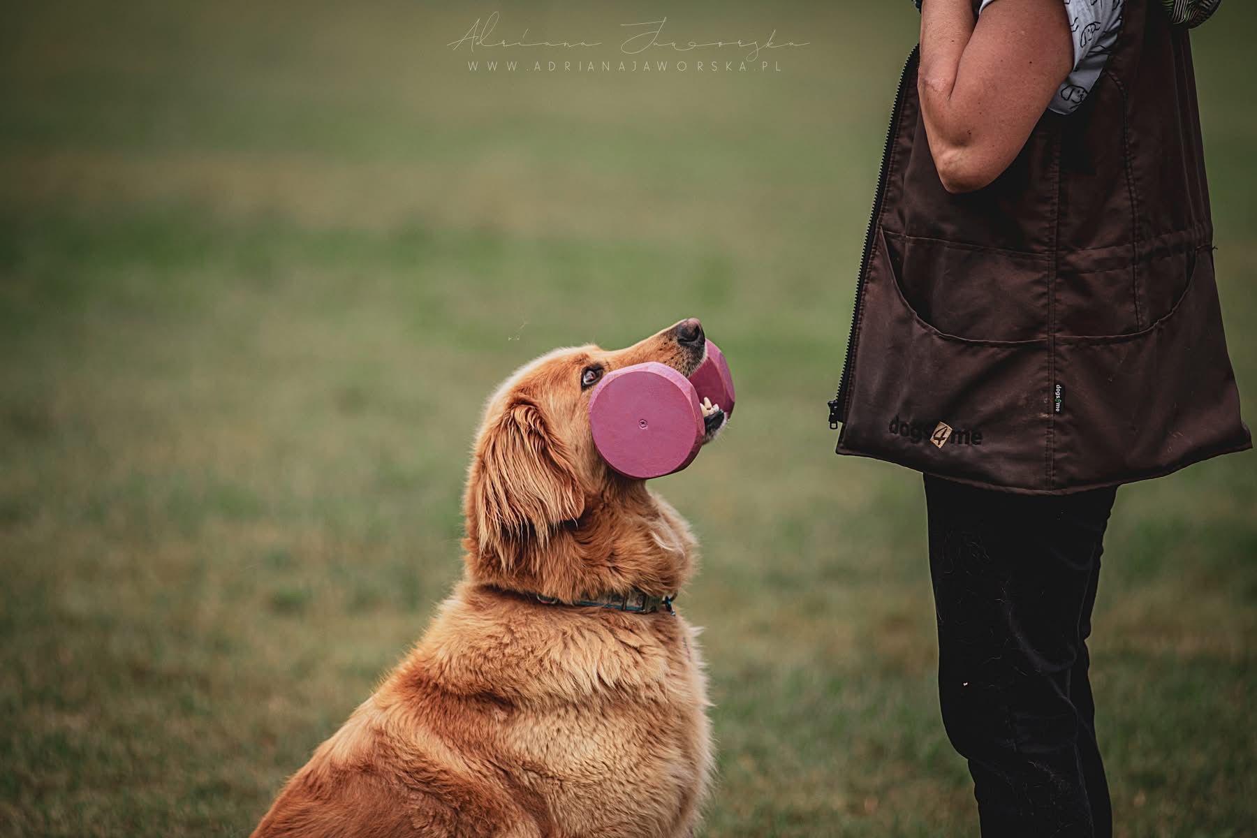 Hovawart podczas aportowania