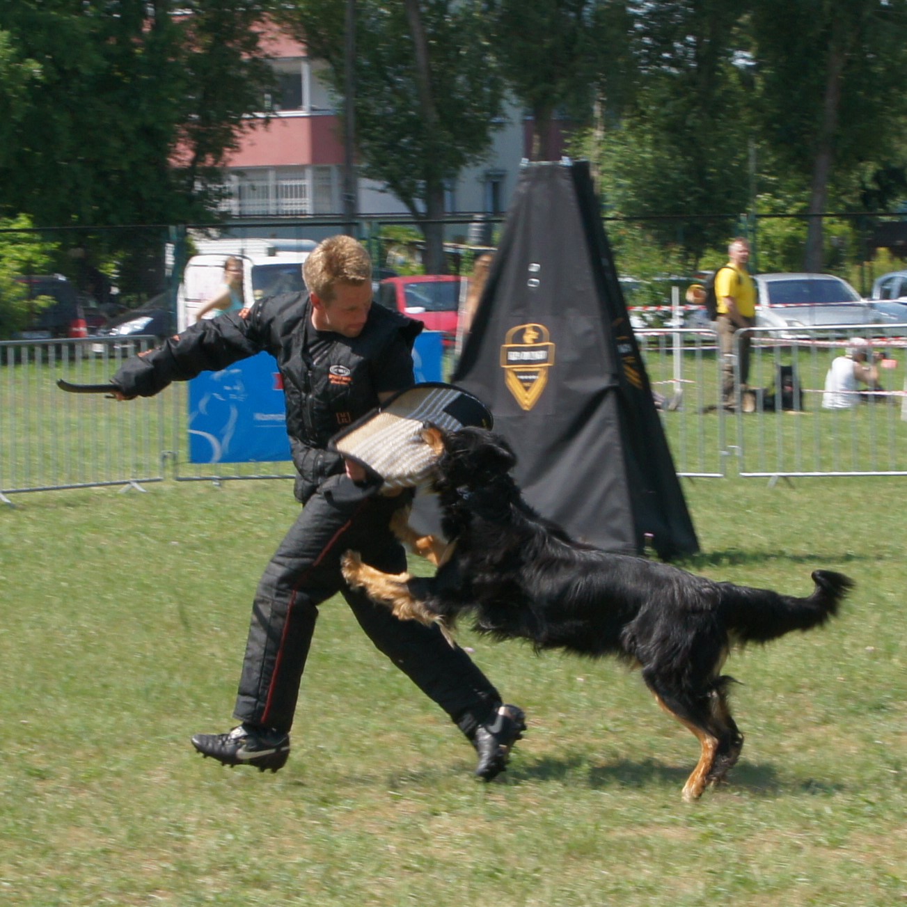 Hovawart podczas zatrzymania pozoranta