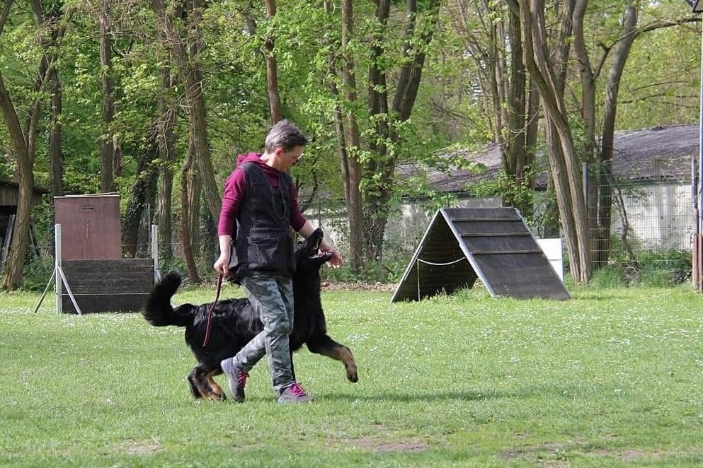 Hovawart podczas chodzenia przy nodze