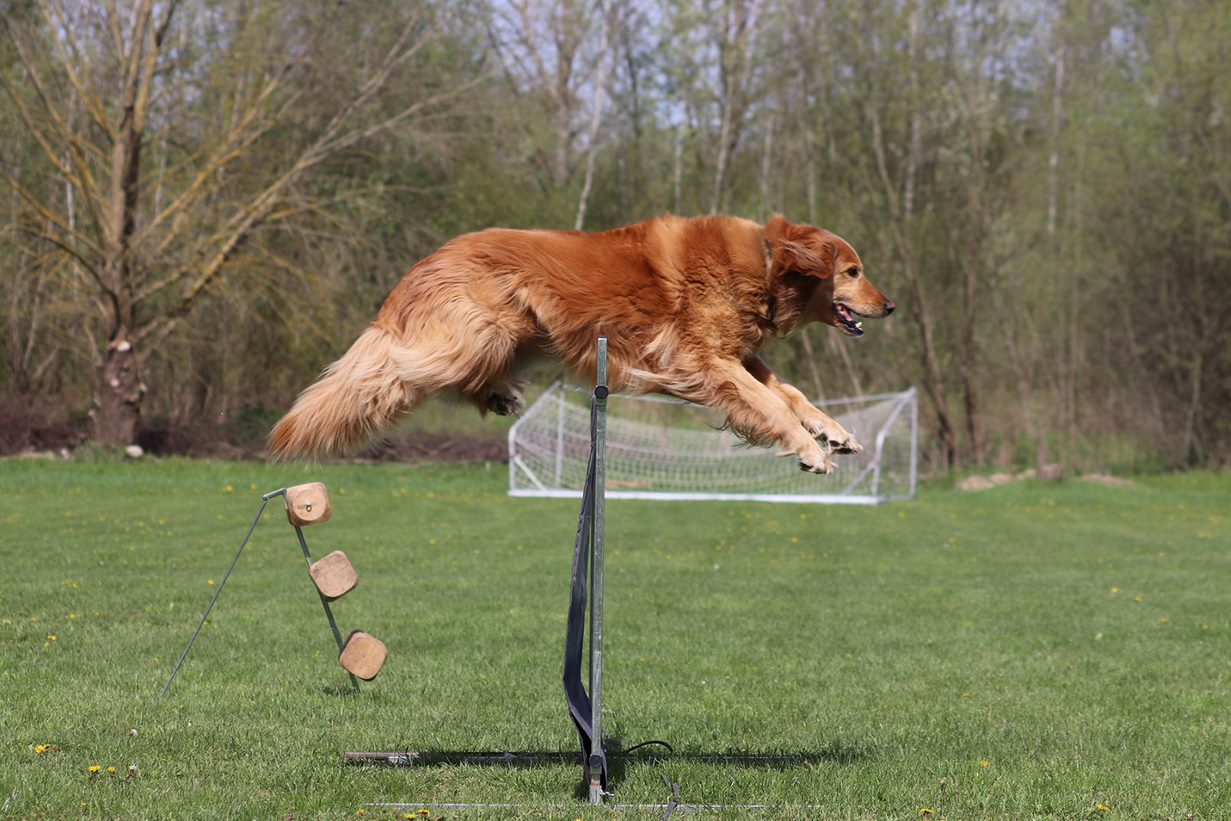 Hovawart podczas skoku przeszkoda -metrówka