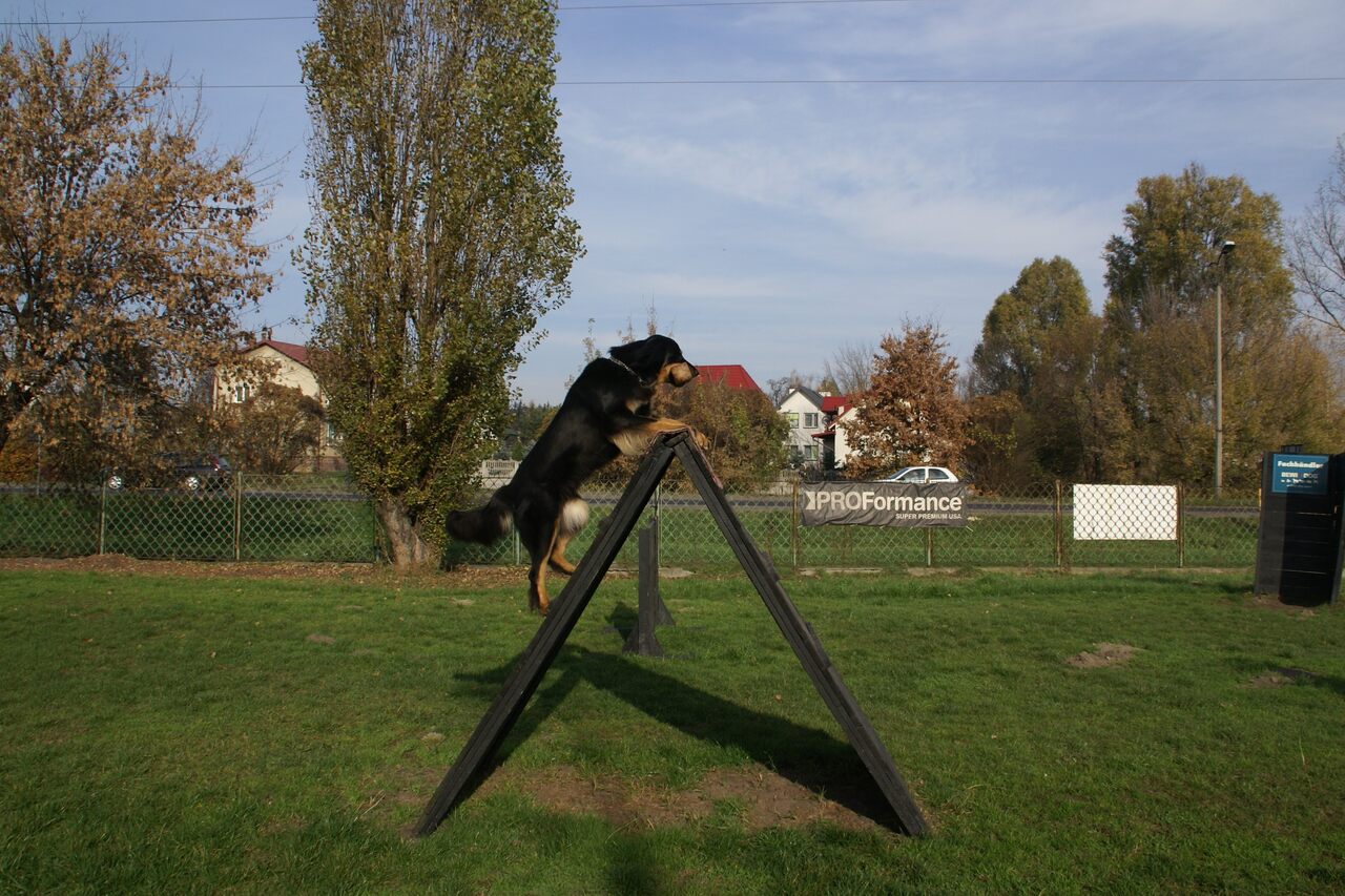 Hovawart podczas skoku z aportem -palisada